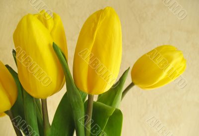 Bouquet of yellow tulips