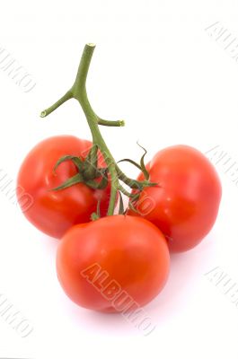 Three full red tomatoes on a branch.