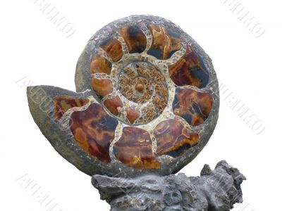Ammolite Ammolite