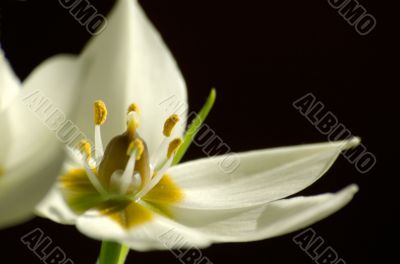 White petals and yellow stamens