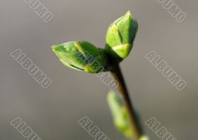 Buds Buds