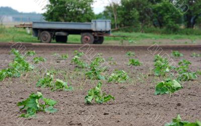 Agriculture