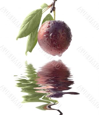 Fruits ripe violet sweet plums