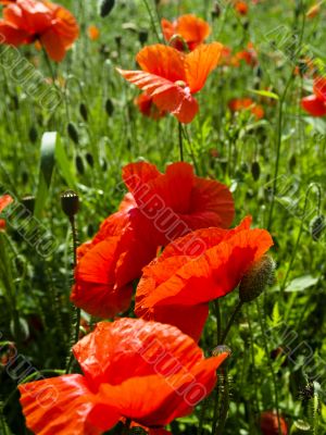 Poppies