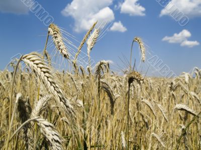 Corn Field With Ears