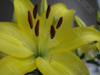 Yellow flower