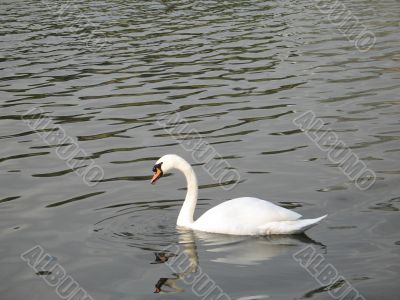 White swimming swan on lake