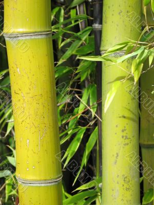Bamboo forest
