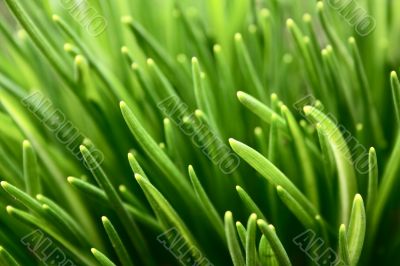 grass in spring