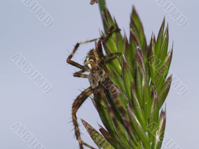 garden spider