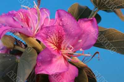 pink tropical flower under sky