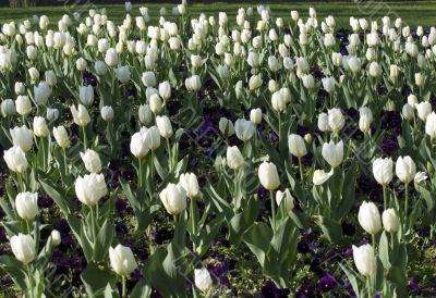 Milan - White tulips in the park