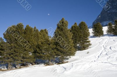 Contrast in nature: forest, snow, sky, full moon