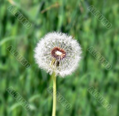 Dandelion Dandelion
