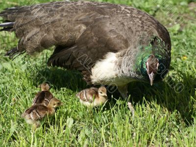Peacock chick with kids