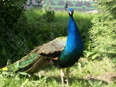 Beautiful bird Beautiful bird