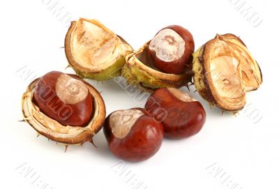 chestnuts on white