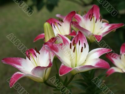 white-crimson lilies in garged