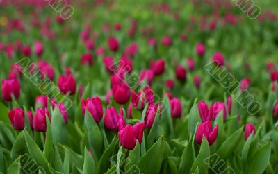 tulip field-flower garden