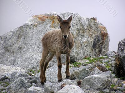 Mountain goat