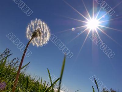 Dandelion and Sun Dandelion and Sun