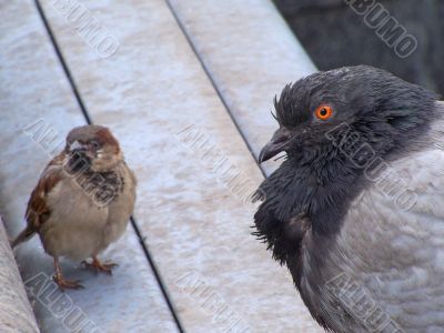 Curious birds