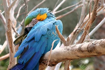 Blue And Gold Macaw 4807