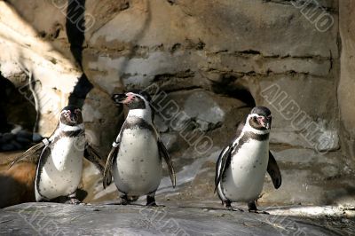 Humboldt Penguin 4677
