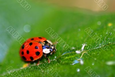 Lady Bug 6408