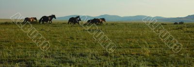 Horses running on steppe