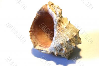 scene sea seashell