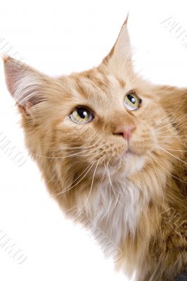 Maine coone cat Maine coone cat