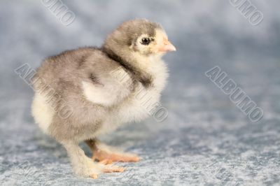 Cute little chicken Cute little chicken