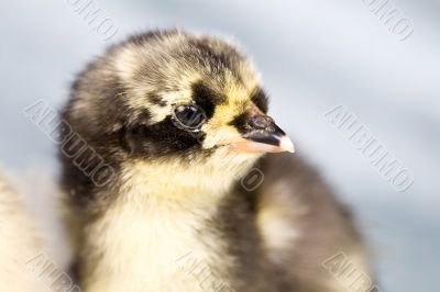 Cute chicken Cute chicken
