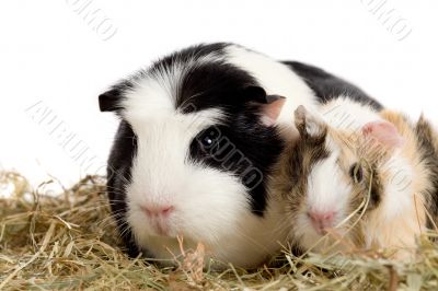 Guinea pig family Guinea pig family