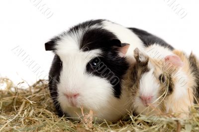 Guinea pig family