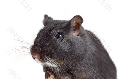 Cute little gerbil Cute little gerbil