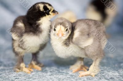 Adorable chickens Adorable chickens