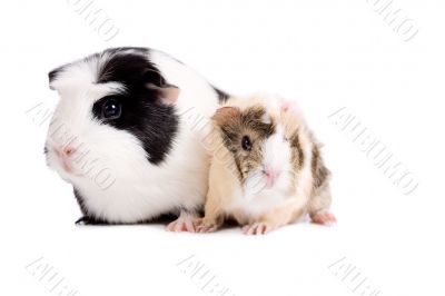 Mother and baby guinea pig Mother and baby guinea pig