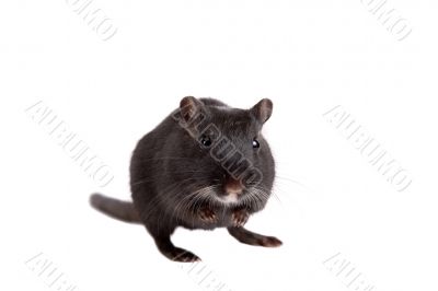 Cute gerbil Cute gerbil