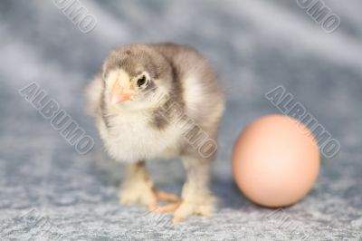 Brahma chicken Brahma chicken