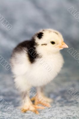 Brahma chicken Brahma chicken