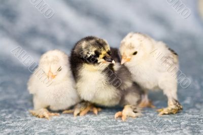 Cute chickens Cute chickens