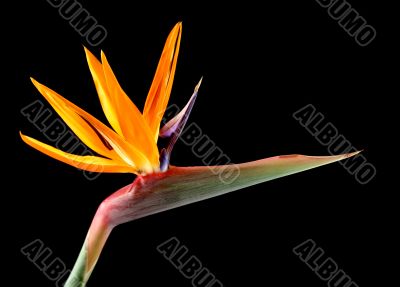 Bird Of Paradise Bird Of Paradise