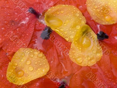 Petals of a poppy