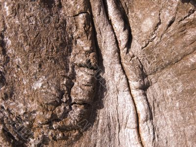 The bark of an Oak tree