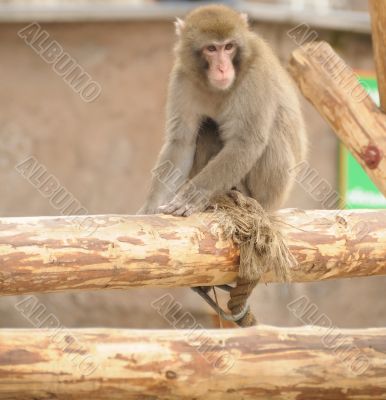 Japanese macaque