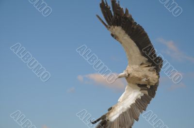 griffon vulture