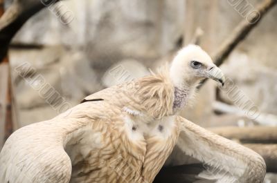 griffon vulture