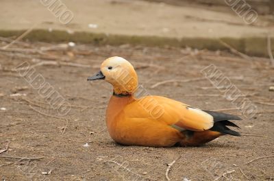 ruddy shelduck